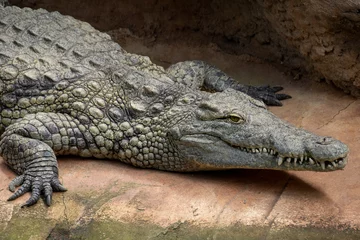 Poster crocodile in the zoo © ALF photo