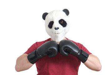 Man wearing a panda mask head and boxing gloves, isolated.