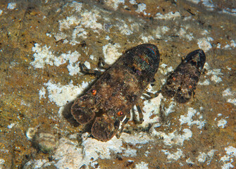 A specimen of the great Mediterranean crustacean, Scyllarides latus, known as Magnosa or Great Sea Cicada. Seferihisar, Turkey.