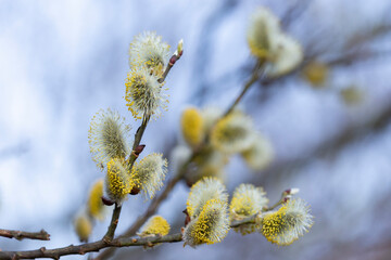 Flowering pussy willow (Salix caprea), male. Mass flowering of willow cats in early spring with a wonderful background of bokeh blue sky. Spring concept.