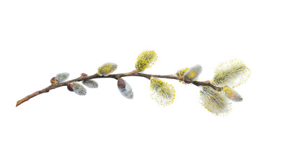 Willow branch with furry willow-catkins isolate on a white background, clipping path, no shadows....