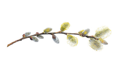 Willow branch with furry willow-catkins isolate on a white background, clipping path, no shadows. Willow twigs goat willow (Salix caprea) isolated on white background.