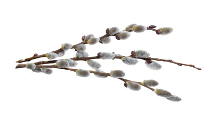 Willow branch with furry willow-catkins isolate on a white background, clipping path, no shadows....