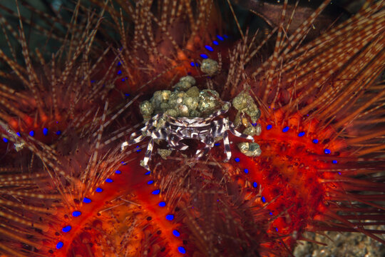 Zebra Urchin Crab (Zebrida adamsii), Romblon Island, Philippines