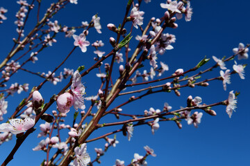 Blooming plum tree on a sunny day with blue clouds. Plum tree blossom. Fruit tree flower. Akcat, Kocaeli Turkey