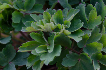 Common columbine leaves - Latin name - Aquilegia vulgaris