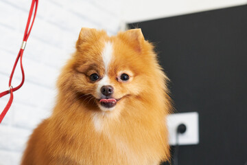 Fototapeta na wymiar Portrait of a red Pomeranian pomeranian after a haircut, close-up