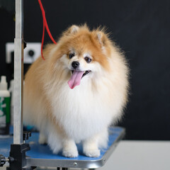Fototapeta na wymiar An overgrown Pomeranian dog in an animal beauty salon