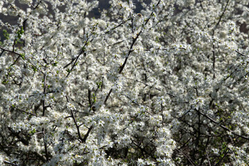 Blooming plum tree on a sunny day with blue clouds. Plum tree blossom. Fruit tree flower. Akcat, Kocaeli Turkey