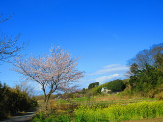 桜のある季節