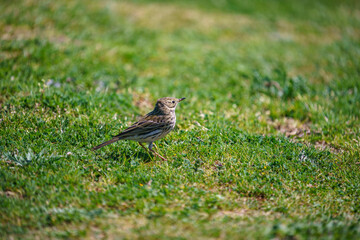 Meadow Pipit in natural habitat (Anthus pratensis)
