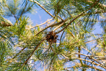 Naklejka premium pine cones on a branch