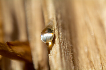 a drop on a tree