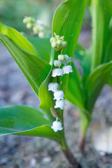 Obraz premium Lily of the valley flowers, waiting for May 1st/Fleurs de muguet, en attendant le 1er mai