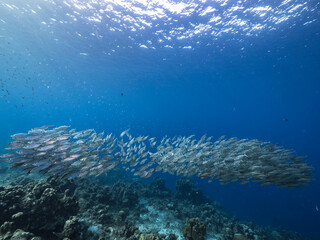 Seascape with Bait Ball, School of Fish, Mackerel fish in the coral reef of the Caribbean Sea, Curacao
