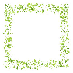 Leaves Green Falling Flying Foliage Leaf Tea Mint