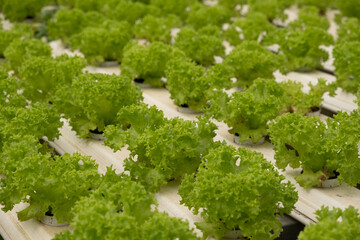Hydroponic garden in Green house.