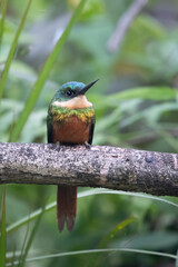 Belted Kingfisher Portrait in Pennsylvania