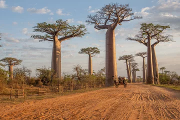 Rolgordijnen Beautiful Baobab trees at sunset at the avenue of the baobabs in Madagascar © vaclav