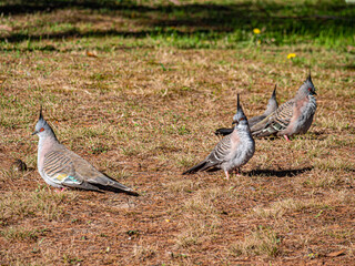  Crested Wood Pigeons