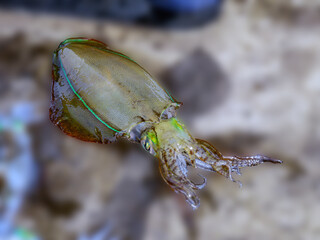 Cuttlefish