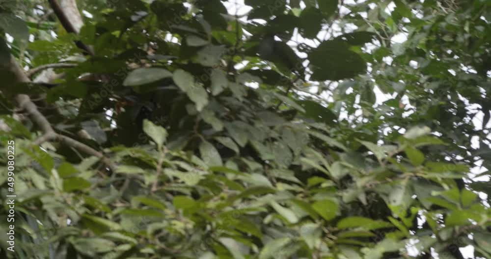 Poster Black-capped Squirrel monkey Getting down and jumping from one tree to other across the Rain forest Canopy