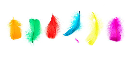 set of colorful feathers isolated on white