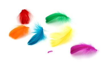 set of colorful feathers isolated on white