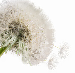 Close up of grown dandelion and dandelion seeds isolated on white background