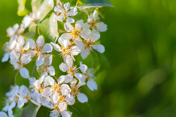 close up branch of a blossoming pear tree in the garden with copy space. spring beautiful background