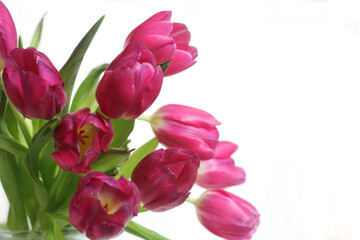 Bouquet of Pink Dutch Tulips Isolated on White Background