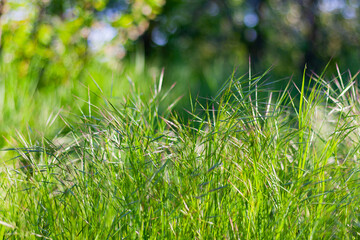 green spring grass in the garden on the lawn. nature background