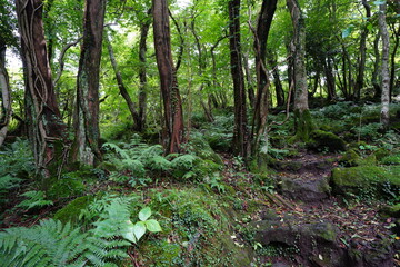 Fototapeta premium forest pathway through mossy rocks and fern