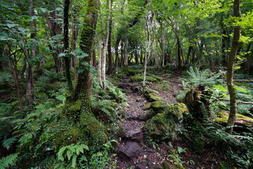 forest pathway through mossy rocks and fern