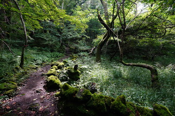 refreshing summer forest in the gleaming sunlight