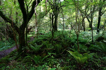 flourishing summer forest with path