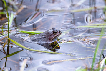 A common frog lies in the water in a pond during mating time at springtime. Natural background with...