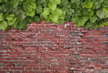 Old Texture brick wall, background, detailed pattern covered in ivy