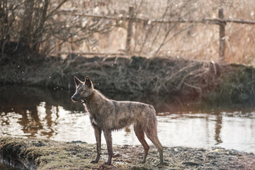 Naklejka na ściany i meble A wild dog in the backlight stands by the stream. Sunset