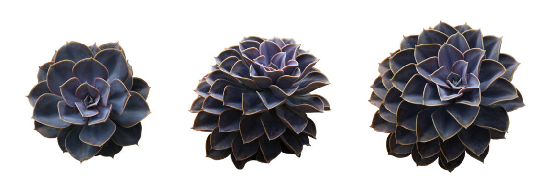 Rosette shaped flowers agave plant isolated on white background with clipping path.