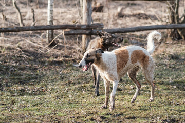 Dog breed Russian canine greyhound runs across the field in early spring. Sunset