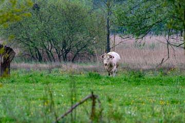 elle regarde le train