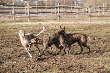 Two wild hyena dogs and a Russian borzoi run after each other in a field in early spring. Sunset