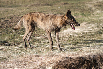 Fototapeta premium A wild hyena-colored dog stands in a field in spring. Sunset