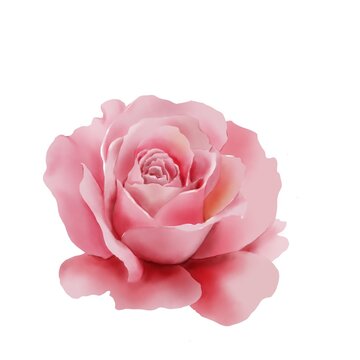 An illustration of a beautiful pink rose on white background