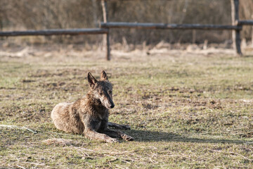 Wild dog hyena lies in a field in early spring. Sunset