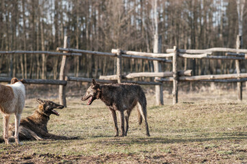 Two wild hyena dogs and a Russian borzoi run after each other in a field in early spring. Sunset