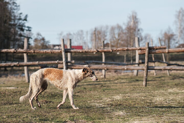Fototapeta premium Dog breed Russian canine greyhound runs across the field in early spring. Sunset
