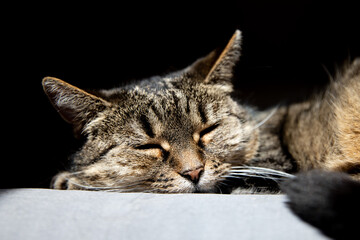 Sleeping cat. Cute tabby cat lying on grey textile couch at home. Background, copy space.