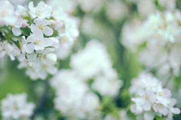 Selective soft focus flowering apple tree branch with white flowers on blurred neutral white and green leaves bokeh background. Neutral light floral nature spring blossom design copy space for text